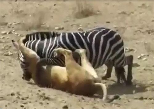 CLIP: Ngựa vằn thoát chết "thần kỳ" khi bị sư tử tấn công