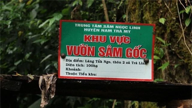 Siết chặt quản lý, chống buôn bán sâm Ngọc Linh giả - Ảnh 2.