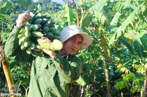 Quảng Trị: Khám phá 'thủ phủ' chuối Mật mốc miền Trung