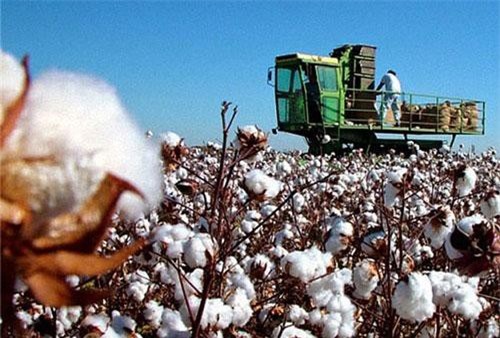 Việt Nam là khách hàng lớn của ngành sản xuất bông Mỹ
