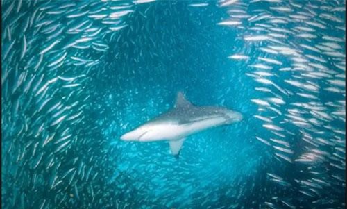 Clip: Hàng ngàn con cùng bơi sát nhau nhưng không hề va chạm, bí mật của loài cá là gì?