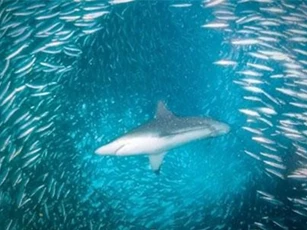 Clip: Hàng ngàn con cùng bơi sát nhau nhưng không hề va chạm, bí mật của loài cá là gì?