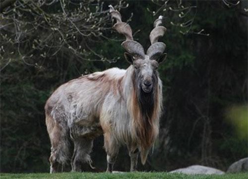 10 loài động vật kỳ lạ, khó tin nhưng có thật