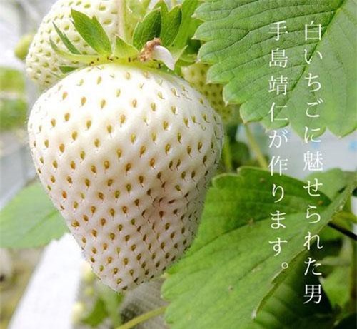 Sửng sốt trước giá thành 1 quả dâu tây "Ngọc trắng" ở Nhật Bản
