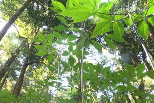 Siết chặt quản lý, chống buôn bán sâm Ngọc Linh giả