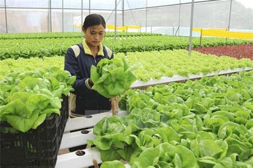 Ngành nông nghiệp quyết liệt giảm thủ tục kiểm tra chuyên ngành