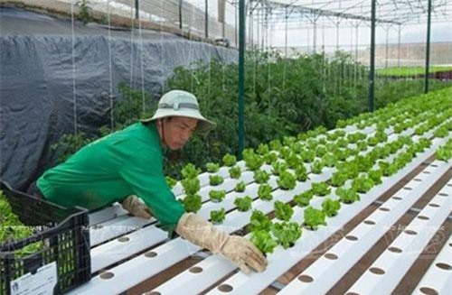 Sản phẩm nông nghiệp công nghệ cao vẫn “kén” khách hàng