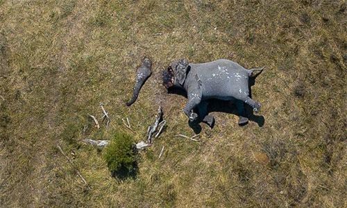 Tấm hình này đã bóc trần sự tàn nhẫn của nạn săn trộm thú hiếm, và nó đang khiến cả thế giới phẫn nộ
