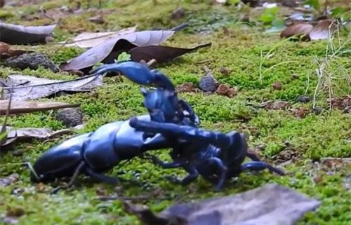 Clip: Bọ cạp đại chiến bọ cánh cứng và cái kết