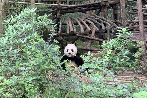 Gấu trúc liệu có hiền lành như vẻ ngoài?