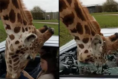 Kinh hoàng trước sai lầm nghiêm trọng khi tham quan động vật hoang dã