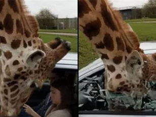 Kinh hoàng trước sai lầm nghiêm trọng khi tham quan động vật hoang dã