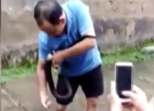 CLIP: Xem thường rắn hổ mang chúa, người đàn ông nhận cái kết đắng