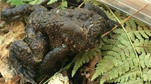 Kinh dị cóc không đầu vẫn sống khỏe mạnh trong khu rừng ở Mỹ