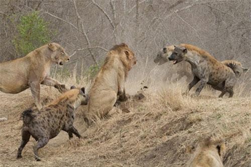 Bị sư tử ‘đánh đập’ tơi tả, linh cẩu liền kéo quân tới trả thù