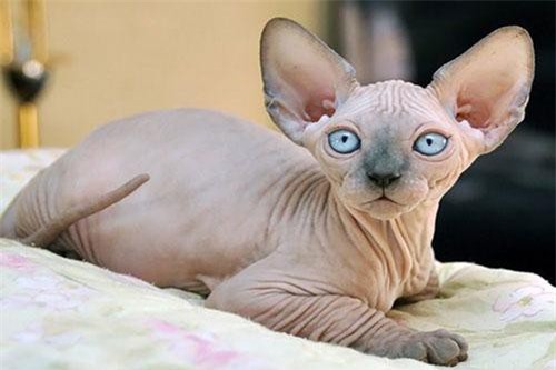 Sphynx - giống mèo xấu xí nhưng đắt nhất thế giới