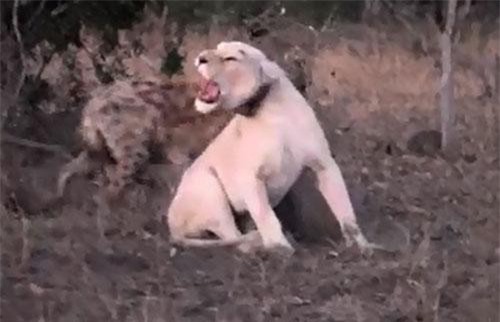 Bị đàn linh cẩu tấn công, sư tử vội vàng chạy trốn