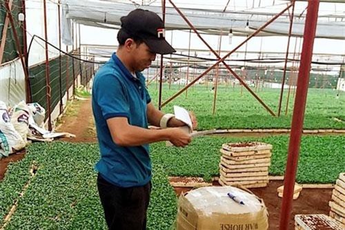 Lâm Đồng: Nhân giống hoa cúc 'xúc' tiền