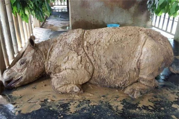 Xác nhận: Loài tê giác 2 sừng tại Malaysia đã chính thức tuyệt chủng - Ảnh 4.