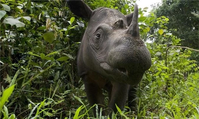 Xác nhận: Loài tê giác 2 sừng tại Malaysia đã chính thức tuyệt chủng - Ảnh 5.