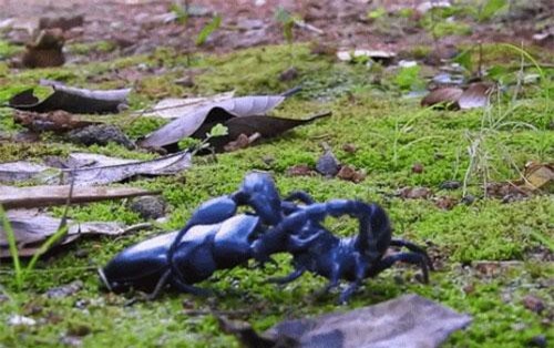 Gay cấn đến phút chót: Cuộc chiến sinh tử giữa bọ cạp và bọ cánh cứng