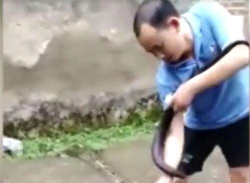 Tay không "nghịch" rắn hổ chúa, người đàn ông chết thảm