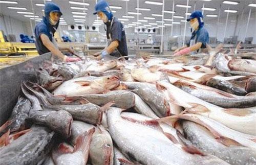 Cá tra Việt "tấn công" thị trường ASEAN, xuất khẩu tăng mạnh