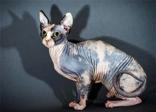 Sphynx là giống mèo rất thông minh, hiếu động và biết nghe lời.