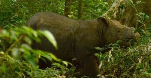 Tam - chú tê giác 2 sừng cuối cùng tại Malaysia