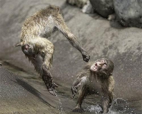 Ảnh hiếm: Khỉ tuyết tung người đánh nhau như võ sĩ