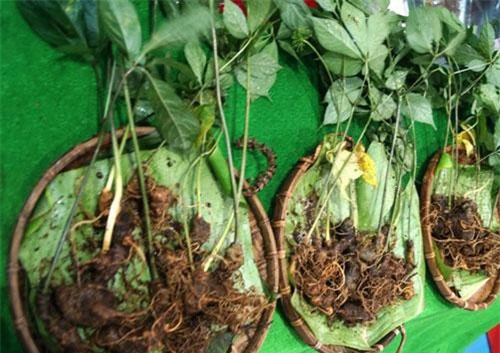 Quảng Ngãi lên kế hoạch trồng gần 1.000ha dược liệu