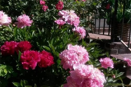 Nàng dâu toát mồ hôi nghe mẹ chồng lên kế hoạch 'đi bước nữa' ở tuổi 60