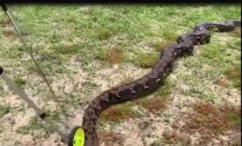 Trăn khổng lồ dài hơn 6 mét, năng gần 100 kg
