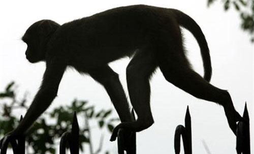 "Kỳ án" đau lòng khỉ hoang bắt cóc em bé rồi thả xuống giếng