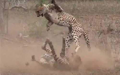 Hai con báo săn đại chiến giành bạn tình