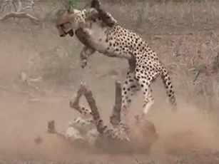 Hai con báo săn đại chiến giành bạn tình