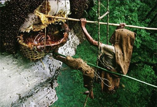 Rùng mình với thứ mật ong chết người, có thể khiến cả đoàn quân phát điên