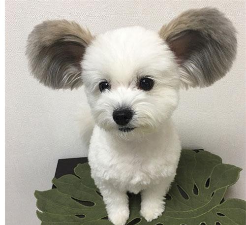 Chó giống chuột Mickey gây "bão" mạng xã hội