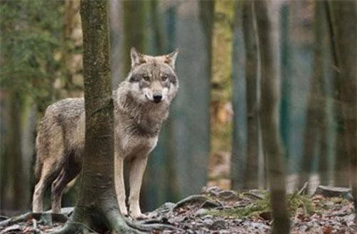 Chó sói hoang xuất hiện ở Bỉ sau 100 năm