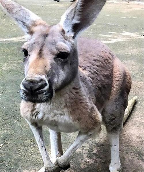 Du khách độc ác ném đá khiến Kangaroo chết đau đớn