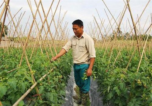 Thái Nguyên: Người thanh niên làm giàu từ mô hình trồng rau quả an toàn