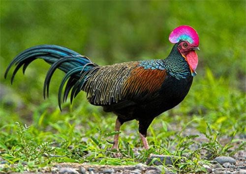 "Ngắm mãi không chán" giống gà rừng lông xanh siêu ấn tượng