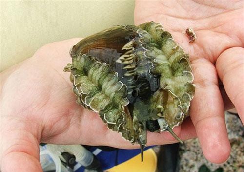 Độc đáo loài bào ngư dáng như vành tai ở Việt Nam