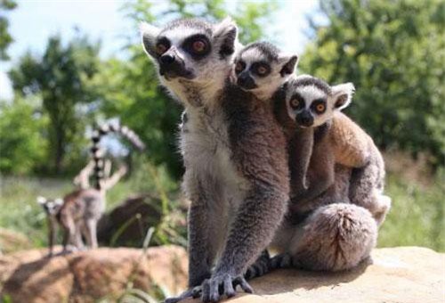 "Càng nhìn càng yêu" tình mẫu tử ấm áp các loài động vật