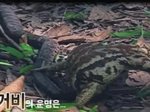 Tấn công "nhầm" con mồi, rắn vội vàng bỏ chạy