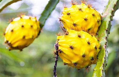 Trái “ác quỷ” ai ăn gặp chuyện nhớ đời, “ôm” nhà vệ sinh làm bạn