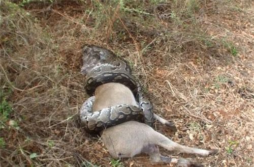 Săn được linh dương, trăn khổng lồ vẫn phải bỏ cuộc vì lý do không tưởng