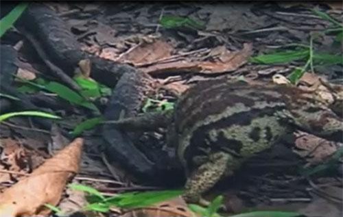 CLIP: Cóc tử chiến với rắn và cái kết bất ngờ