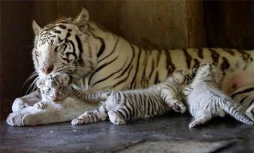 3 chú hổ Bengal trắng mới sinh nằm ngoan ngoãn bên hổ mẹ ở sở thú La Pastora tại Guadalupe, Mexico.