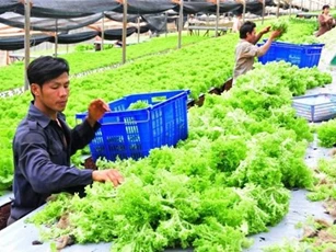 TP.HCM: Khuyến khích doanh nghiệp phát triển nông nghiệp công nghệ cao